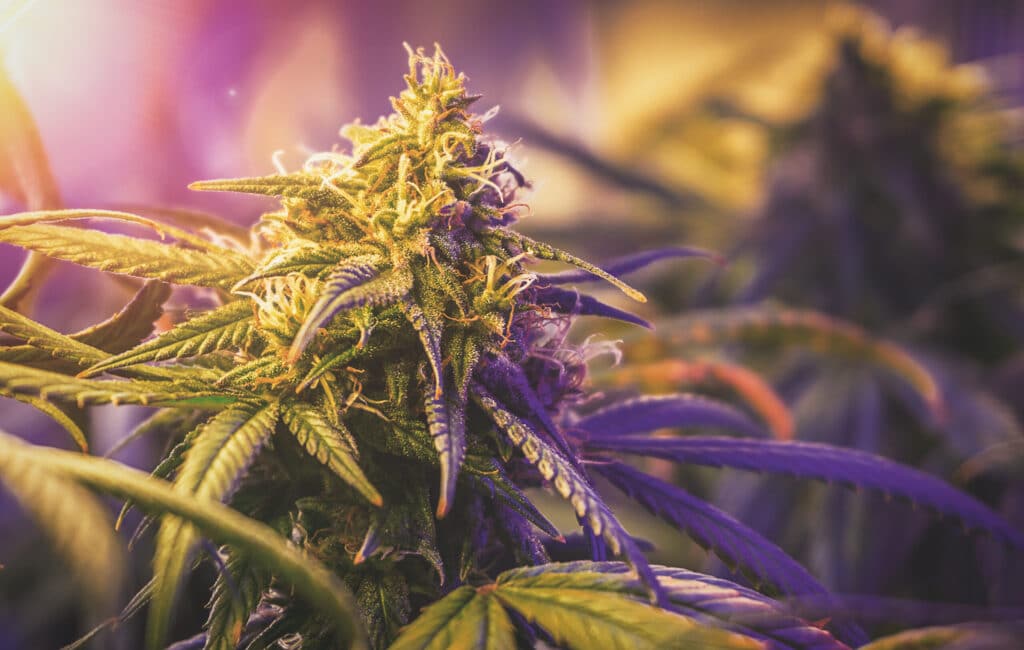 Close,Up,Of,Medical,Marijuana,Flower,Bud,Grown,Indoors,Under – Jurefarm®