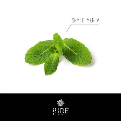 SEMI DI MENTA - Piante con foglie verdi- piperita la varietà più famosa, La menta.