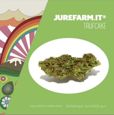 trufcake pare vera - La migliore cannabis light online! - cannabis light, infiorescenze, olio CBD, tisane, cibo con semi di canapa, spedizione veloce, Italia, Jure Farm, prodotti, oli CBD, 20% CBD, 10% CBD, CBDA, brand video, prodotto di qualità, cosmetici, merchandising, offerte, fatta al sole, erba legale, migliore.