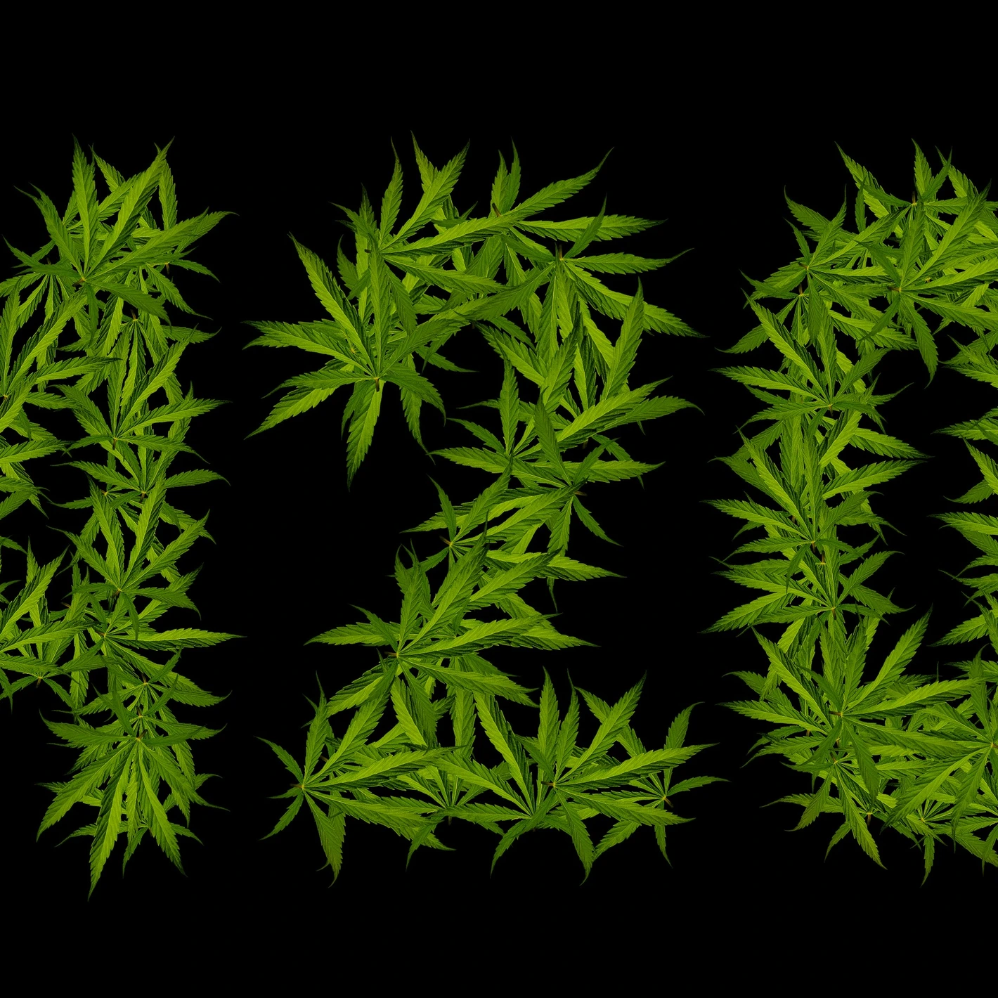 Origine e Significato del 4:20 nella Cultura della Cannabis