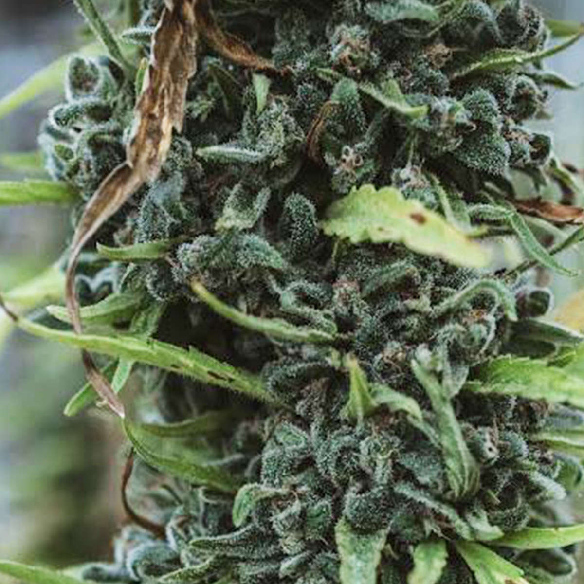 Cannabis Sativa L: Conoscere le Proprietà e gli Effetti della Sostanza Psicotropa per una Migliore Compreseione dei Suoi Utilizzi